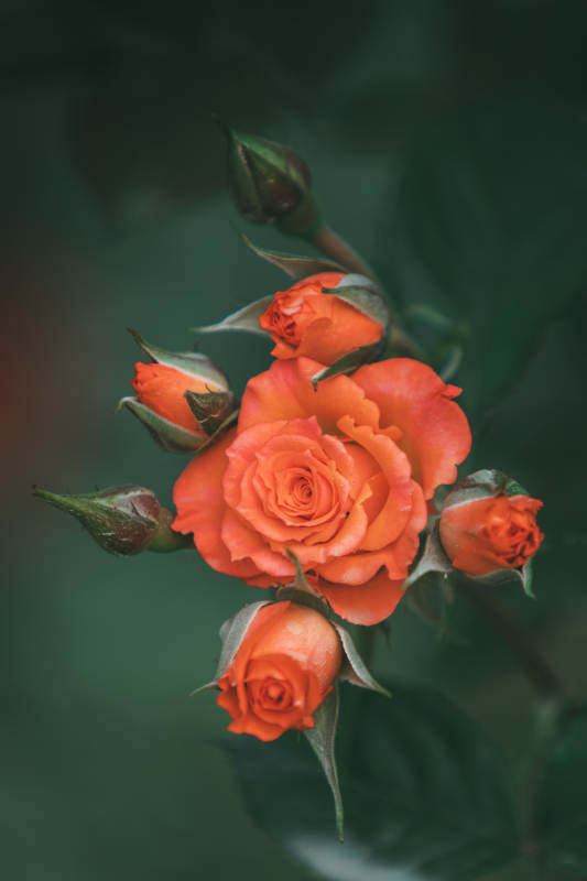 橙色月季花的綻放瞬間