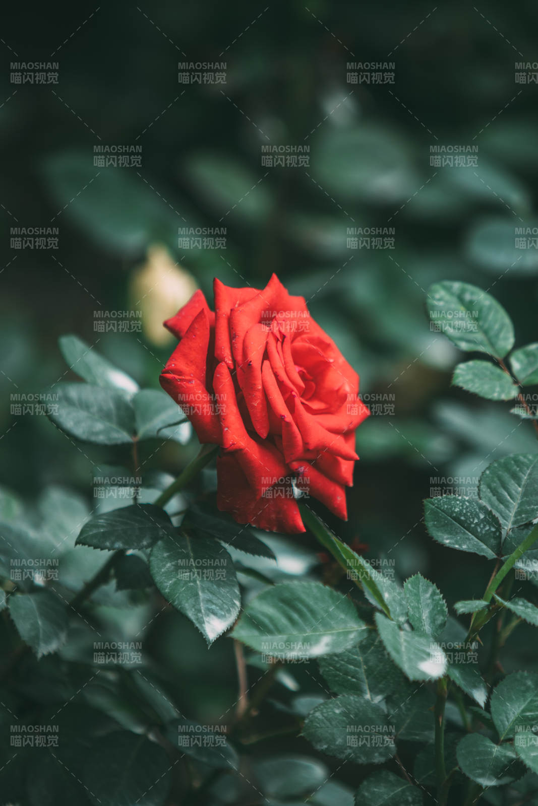 紅玫瑰在綠葉中綻放