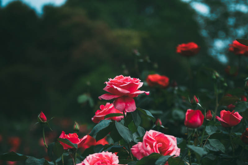 月季花花叢中的美麗瞬間