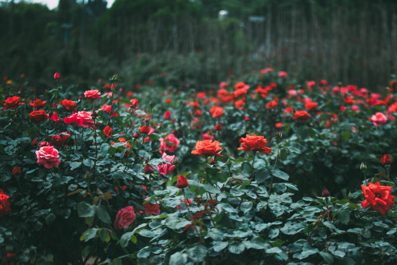 玫瑰花海 綠葉相伴