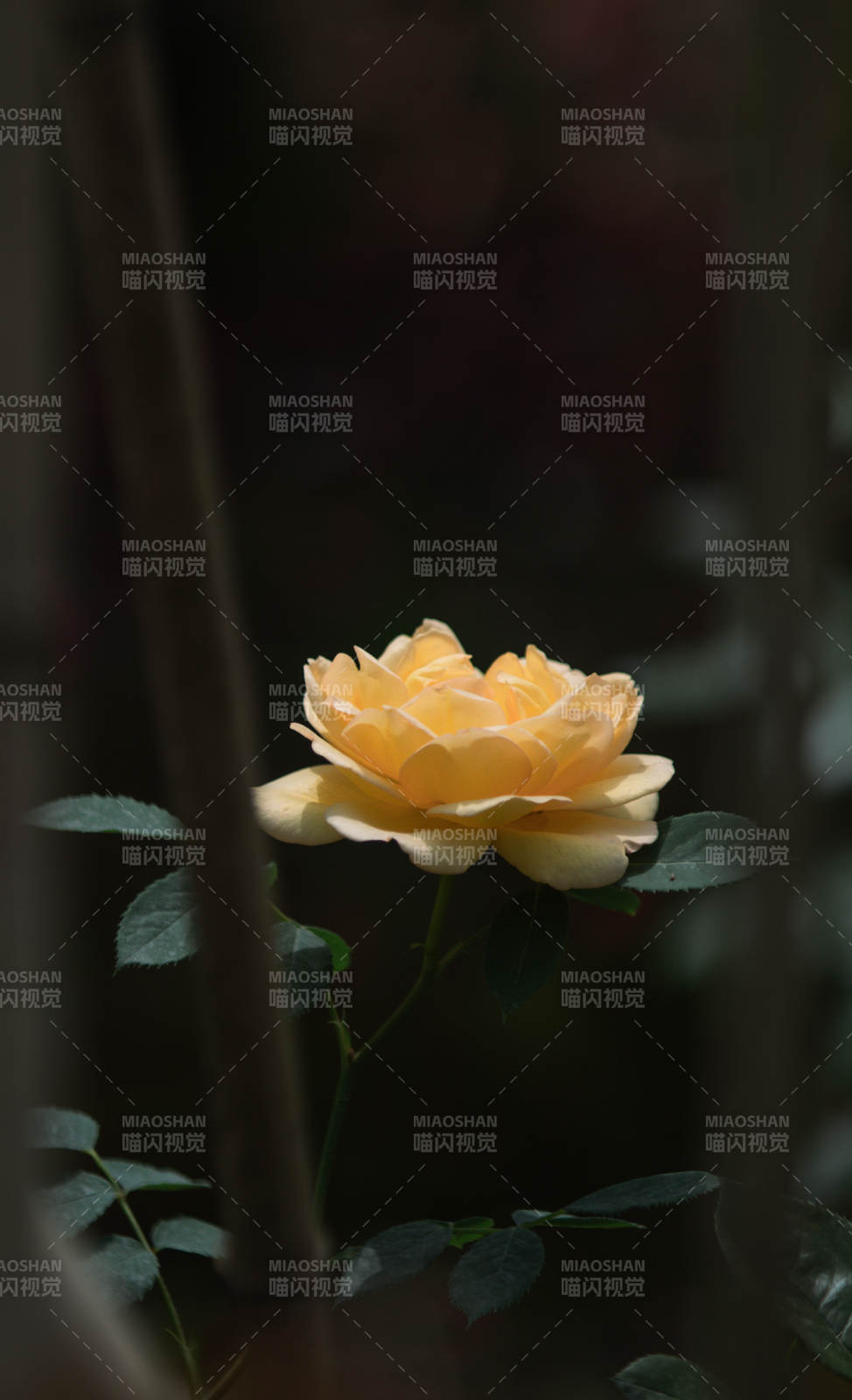 靜謐黃月季花 光影中的溫柔