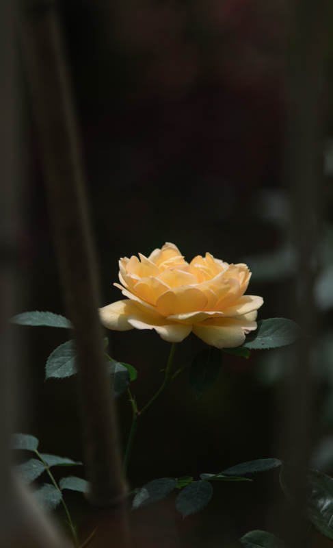 靜謐黃月季花 光影中的溫柔