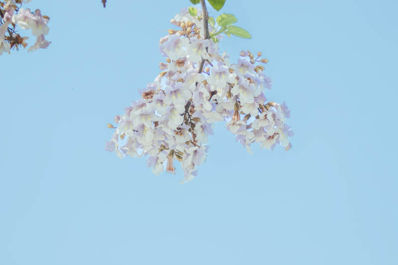 藍天下的淡雅花枝