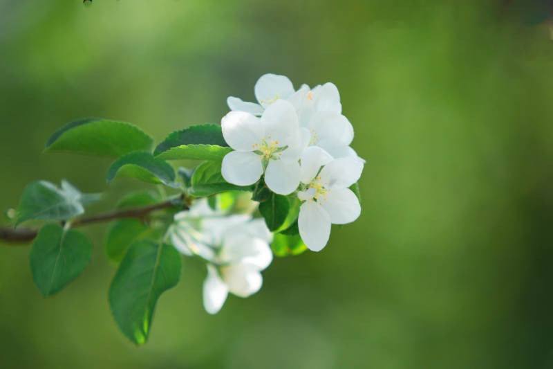 春日白花綻放枝頭
