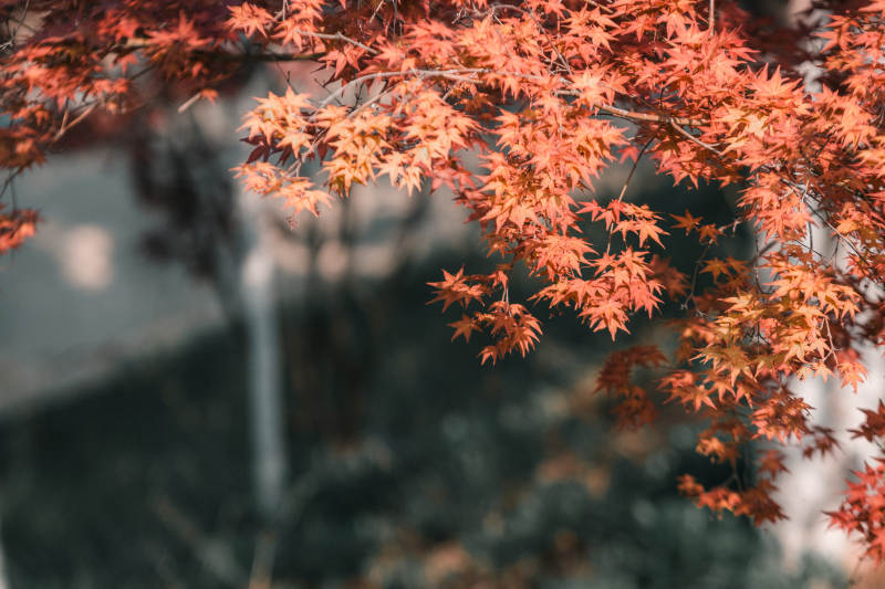 秋日紅葉映水景