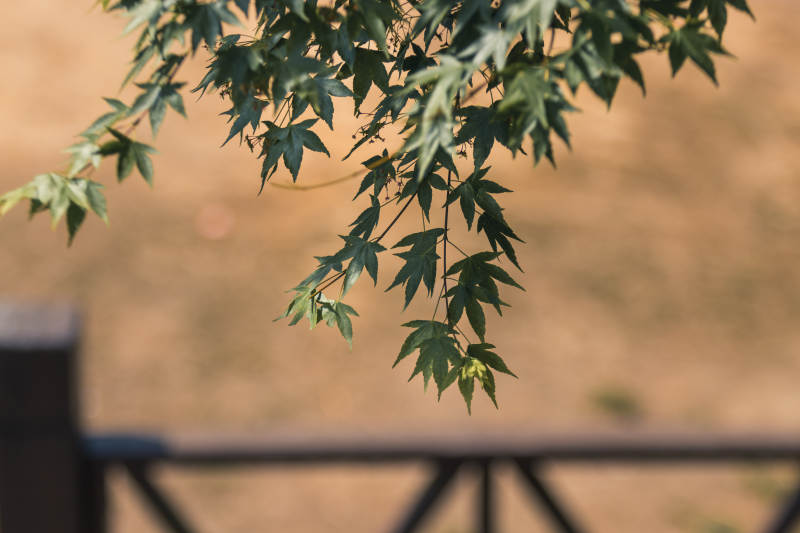 綠葉枝頭 秋風輕拂
