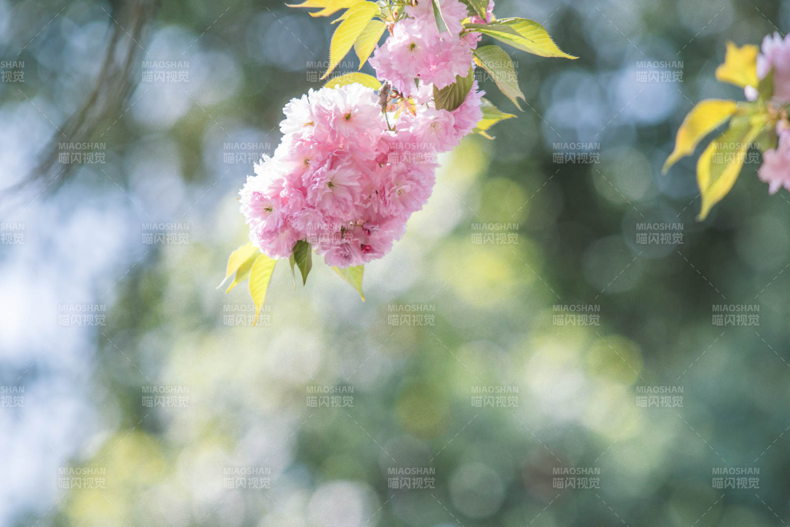 櫻花綻放 春意盎然