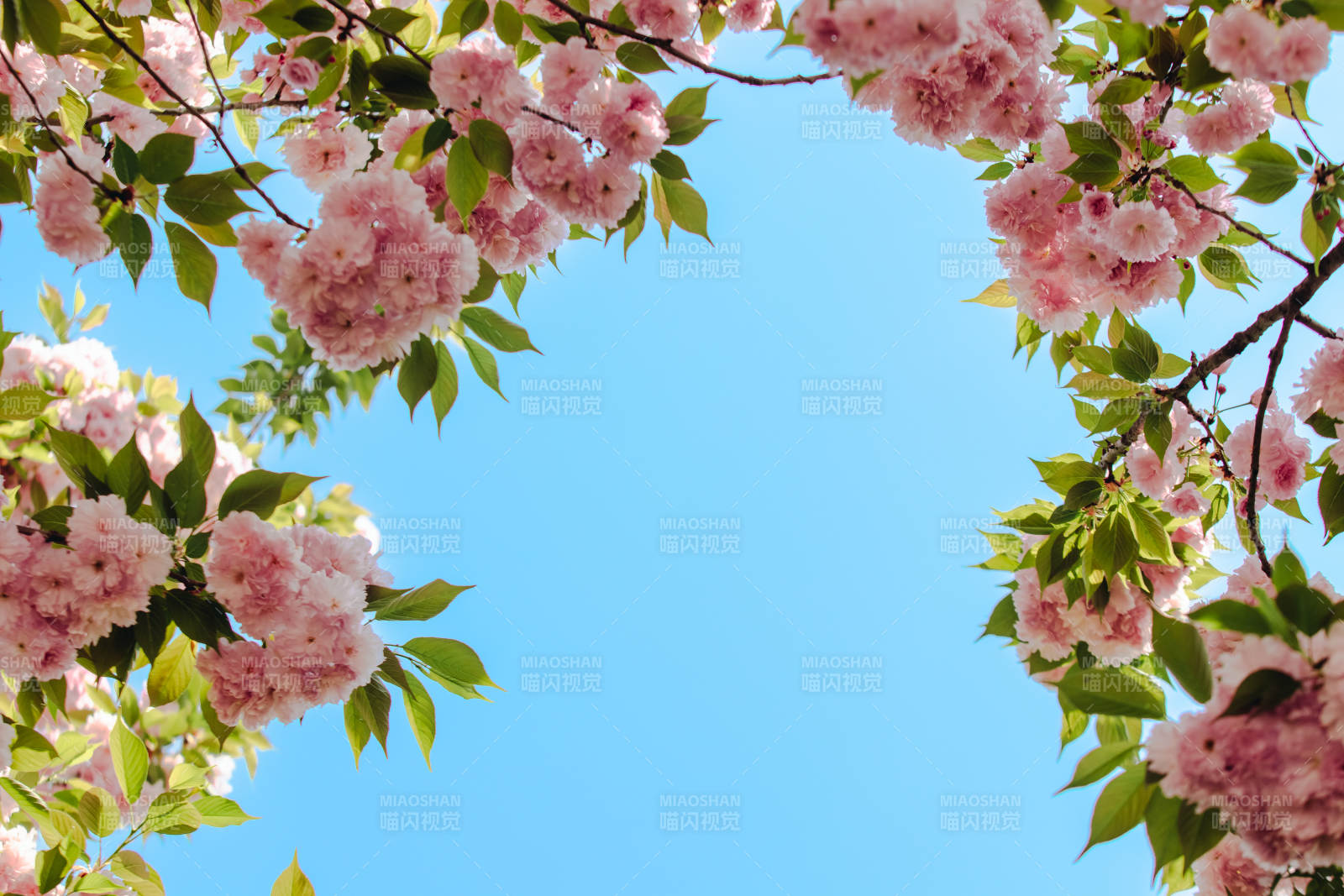 櫻花盛開 藍天映襯