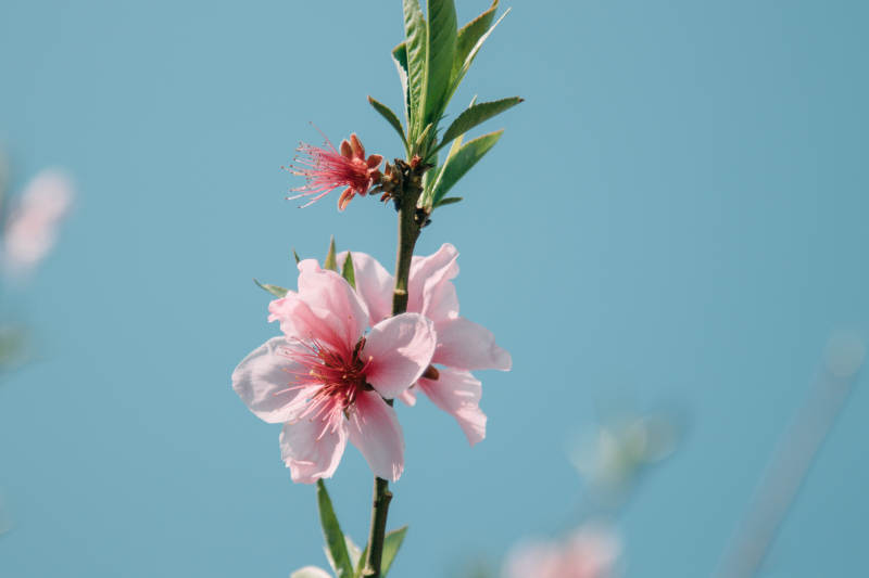 春日桃花綻放枝頭