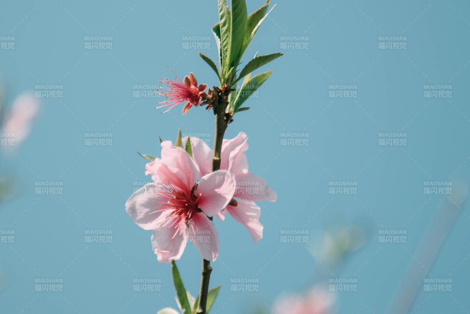 春日桃花綻放枝頭