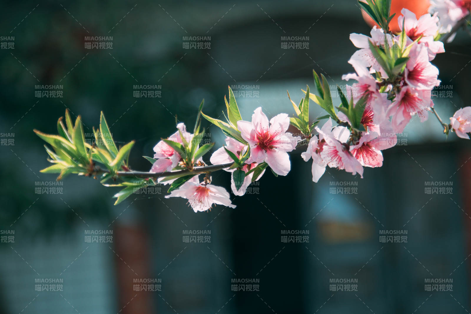 春日桃花綻放枝頭