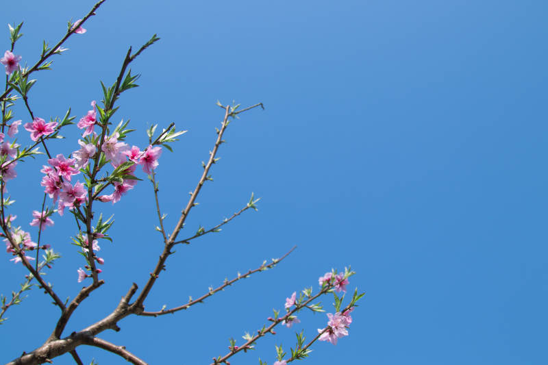 春日桃花映藍天