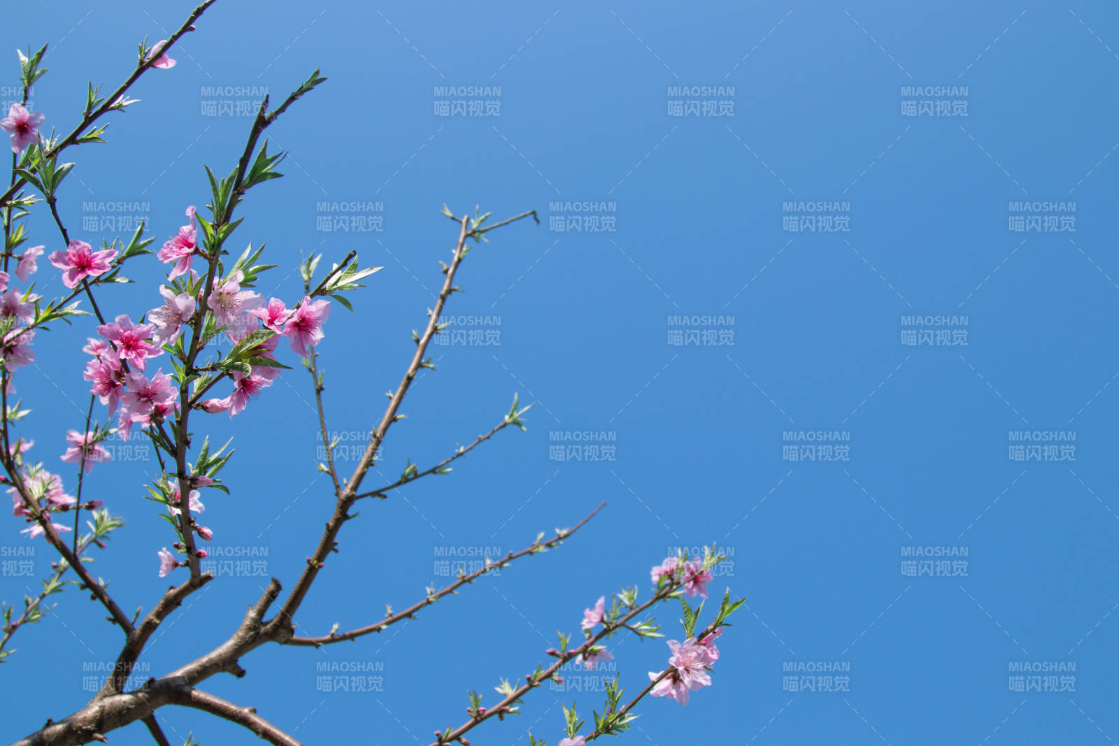 春日桃花映藍(lán)天