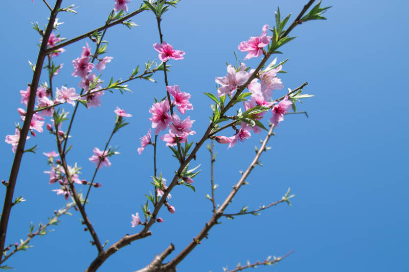 春日桃花映藍天