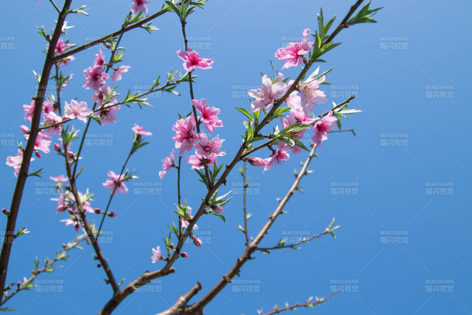 春日桃花映藍天
