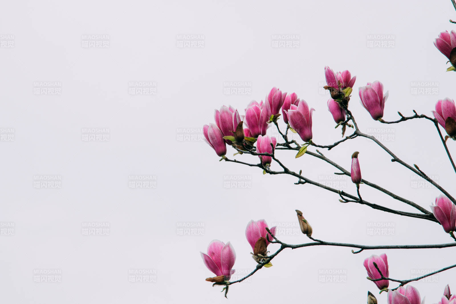 粉色玉蘭花枝綻放