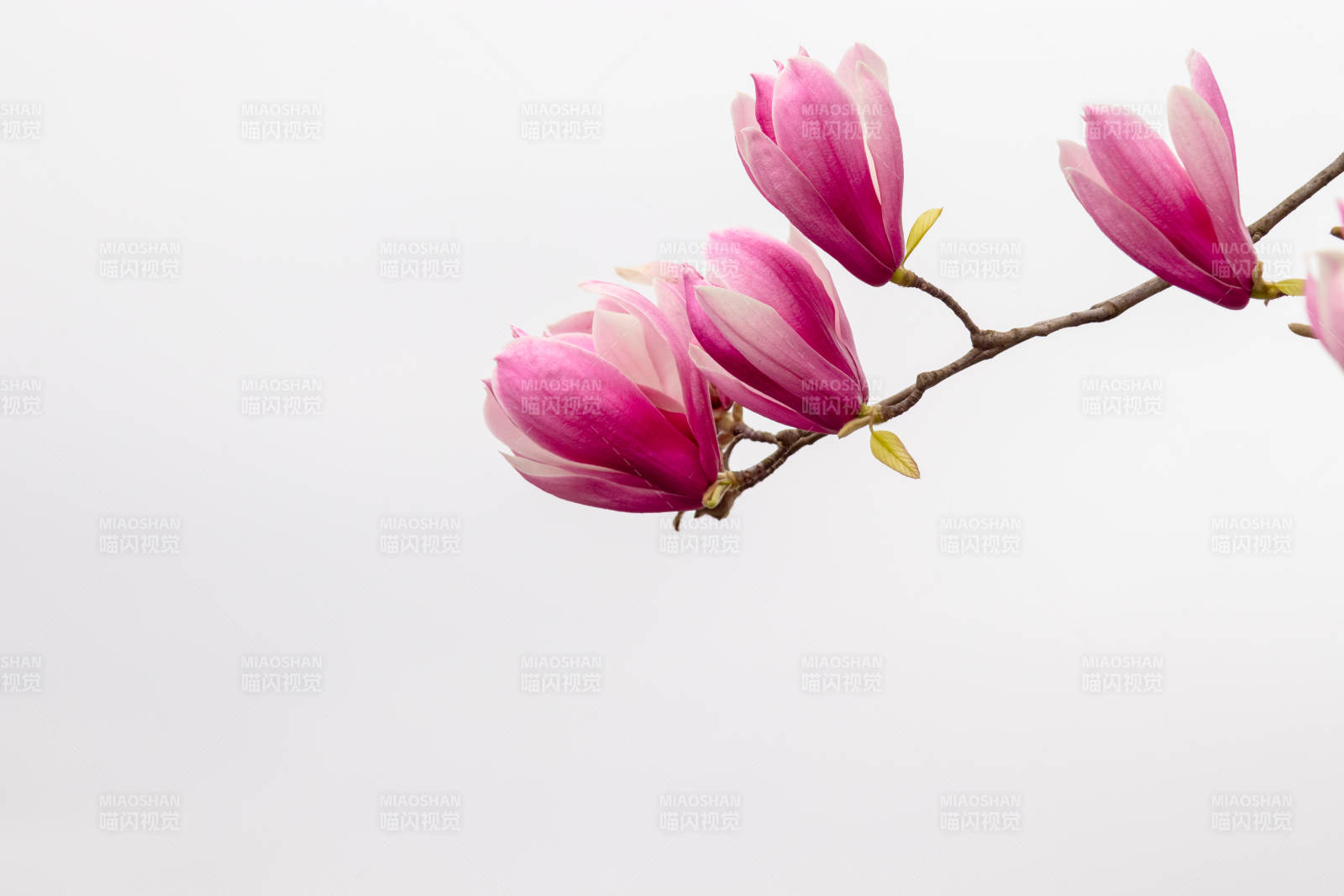 粉色玉蘭花枝靜美