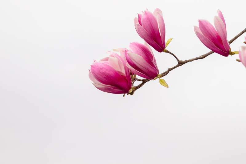 粉色玉蘭花枝靜美