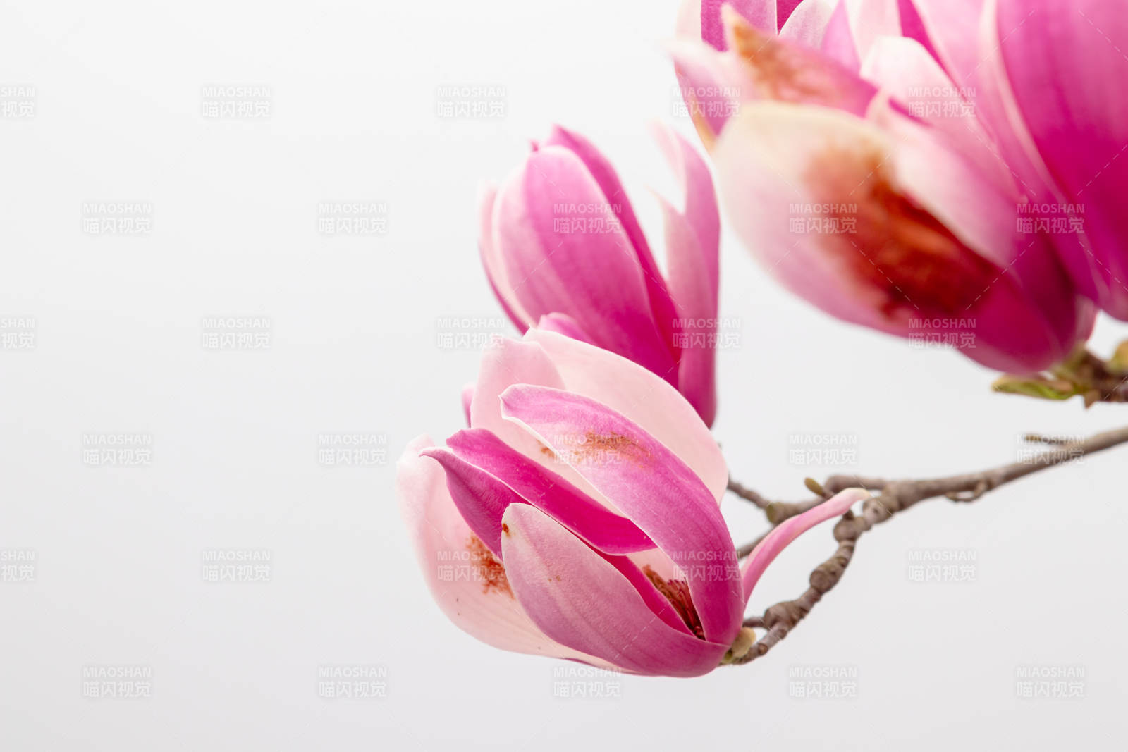 粉色玉蘭花綻放枝頭