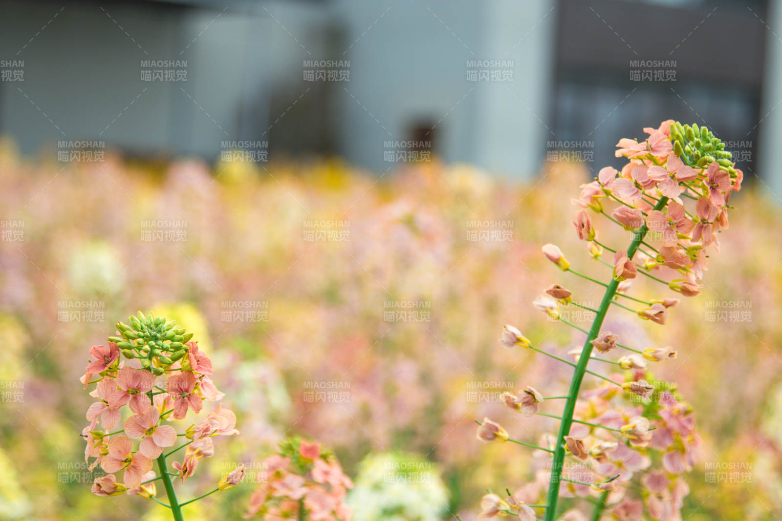 粉色花海 春意盎然