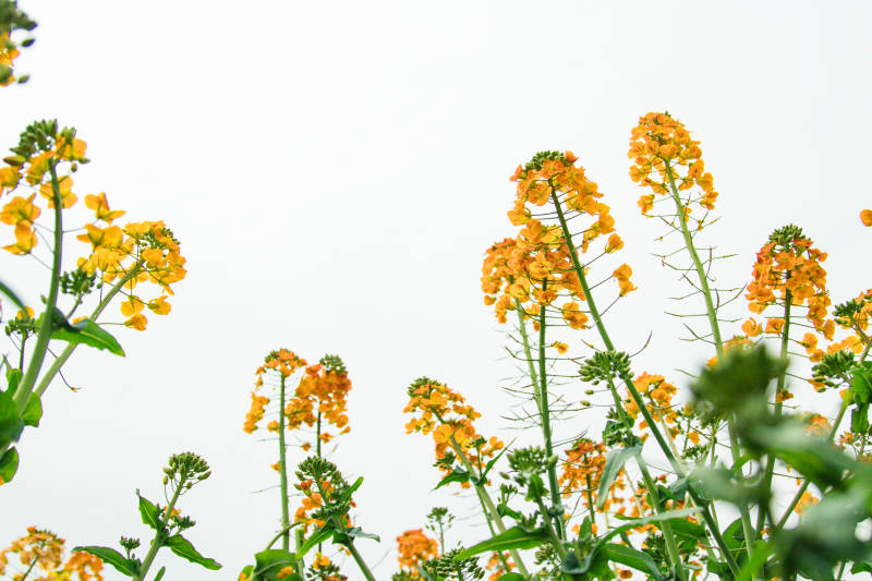 油菜花開 春意盎然