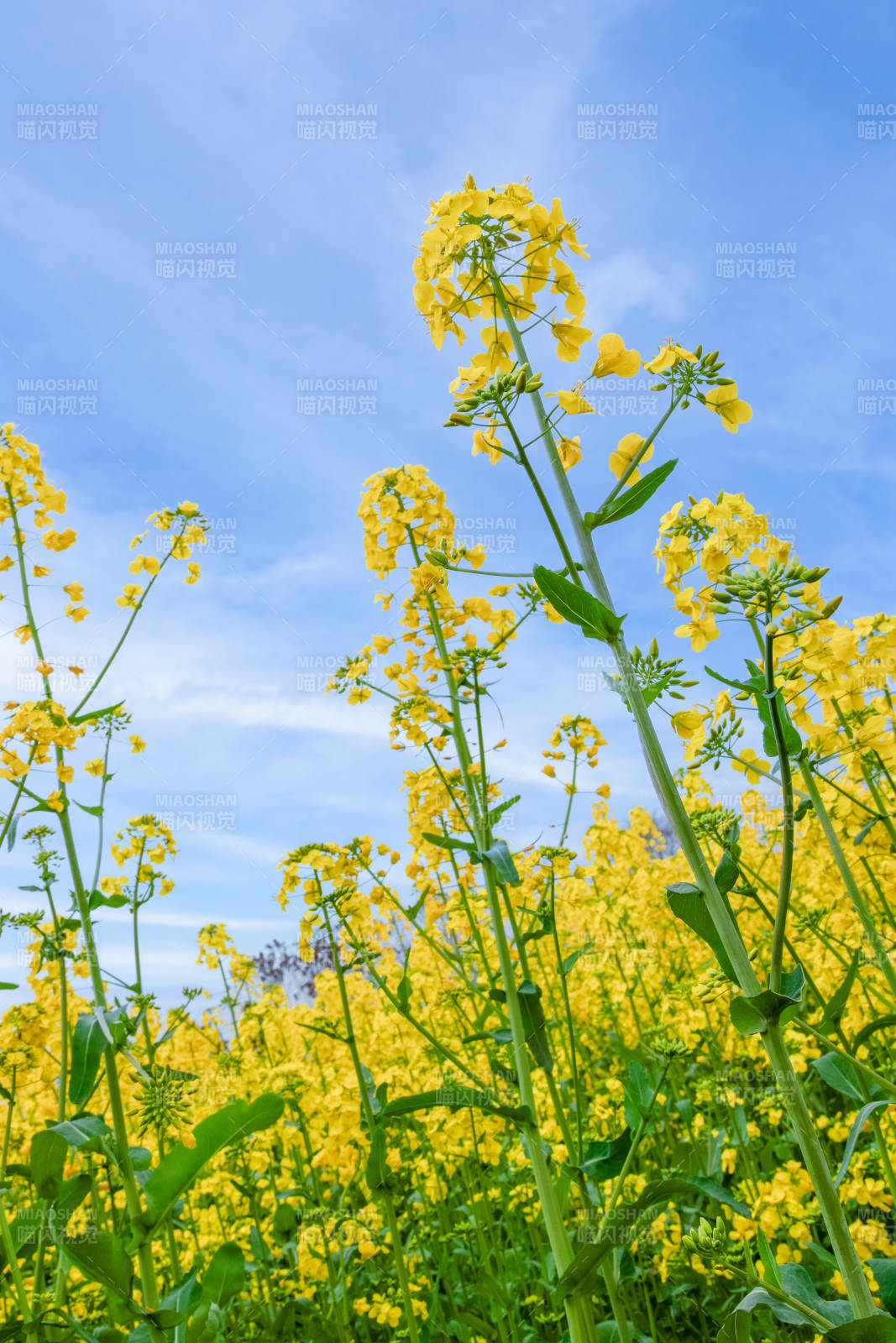 油菜花田 藍天映襯