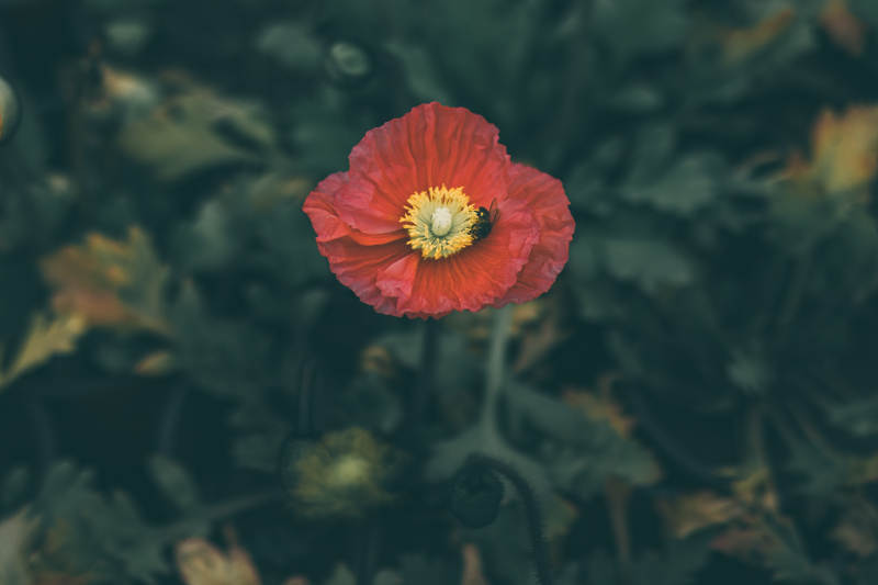 紅色虞美人花在綠葉中綻放