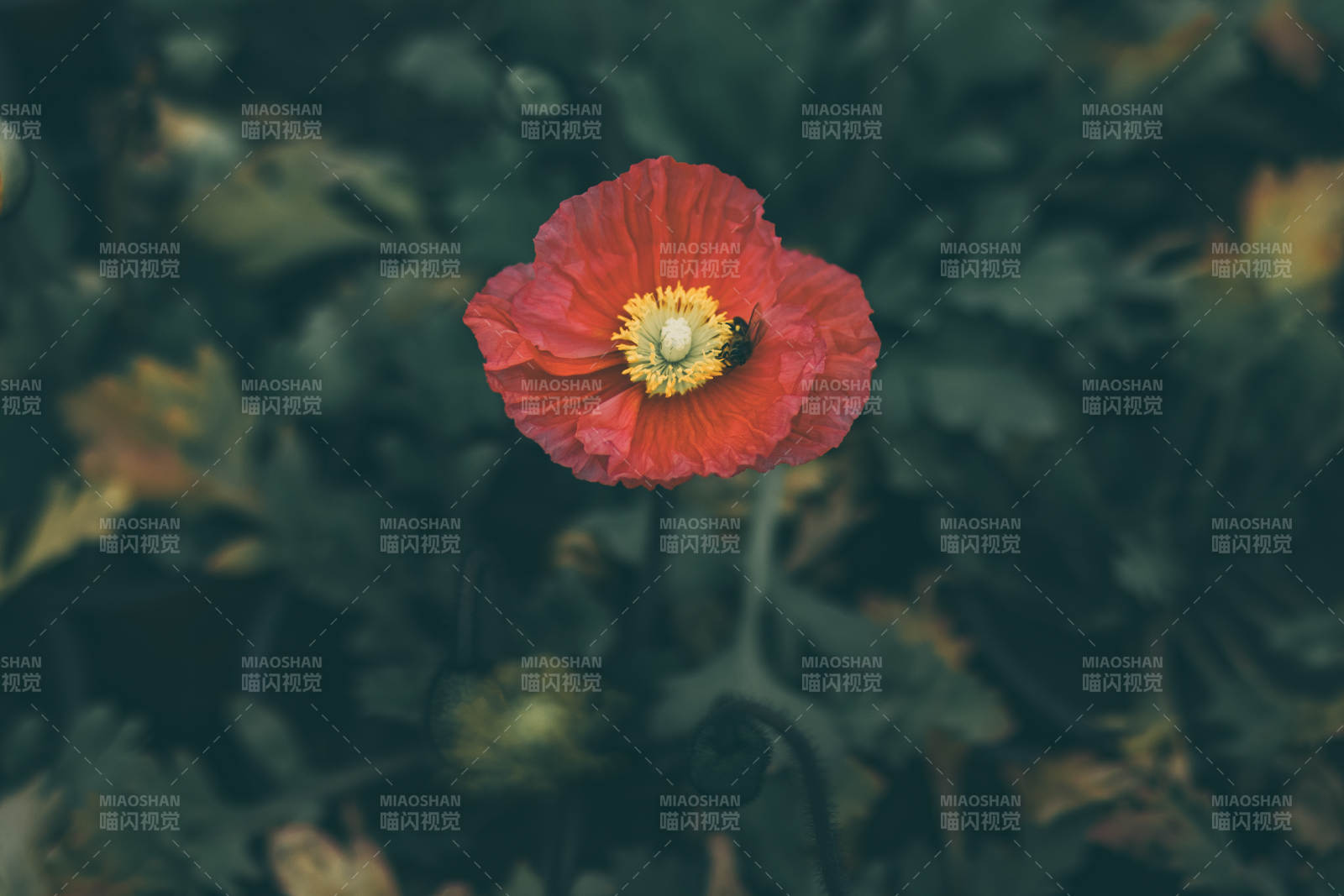 紅色虞美人花在綠葉中綻放