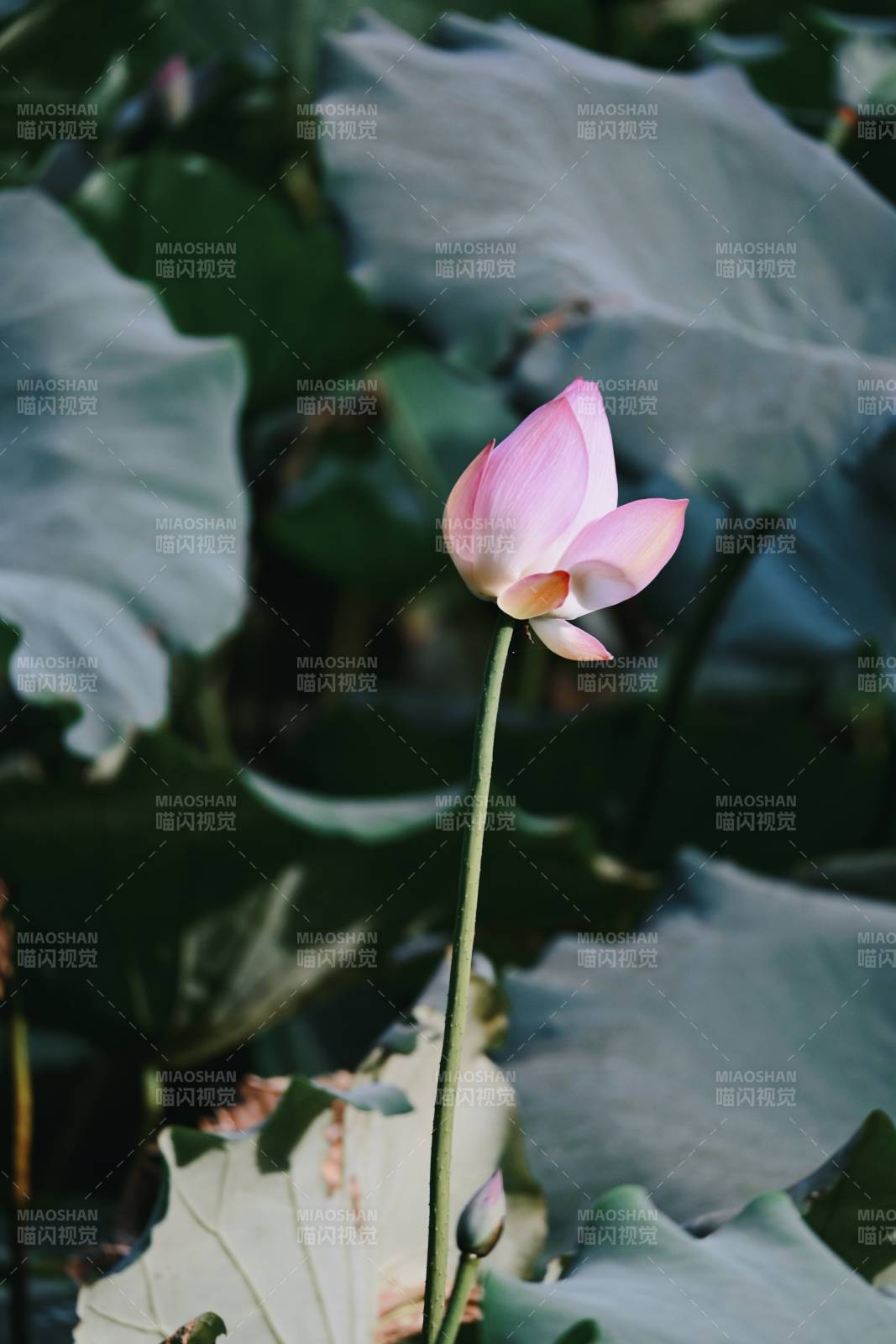 池中蓮花靜謐綻放