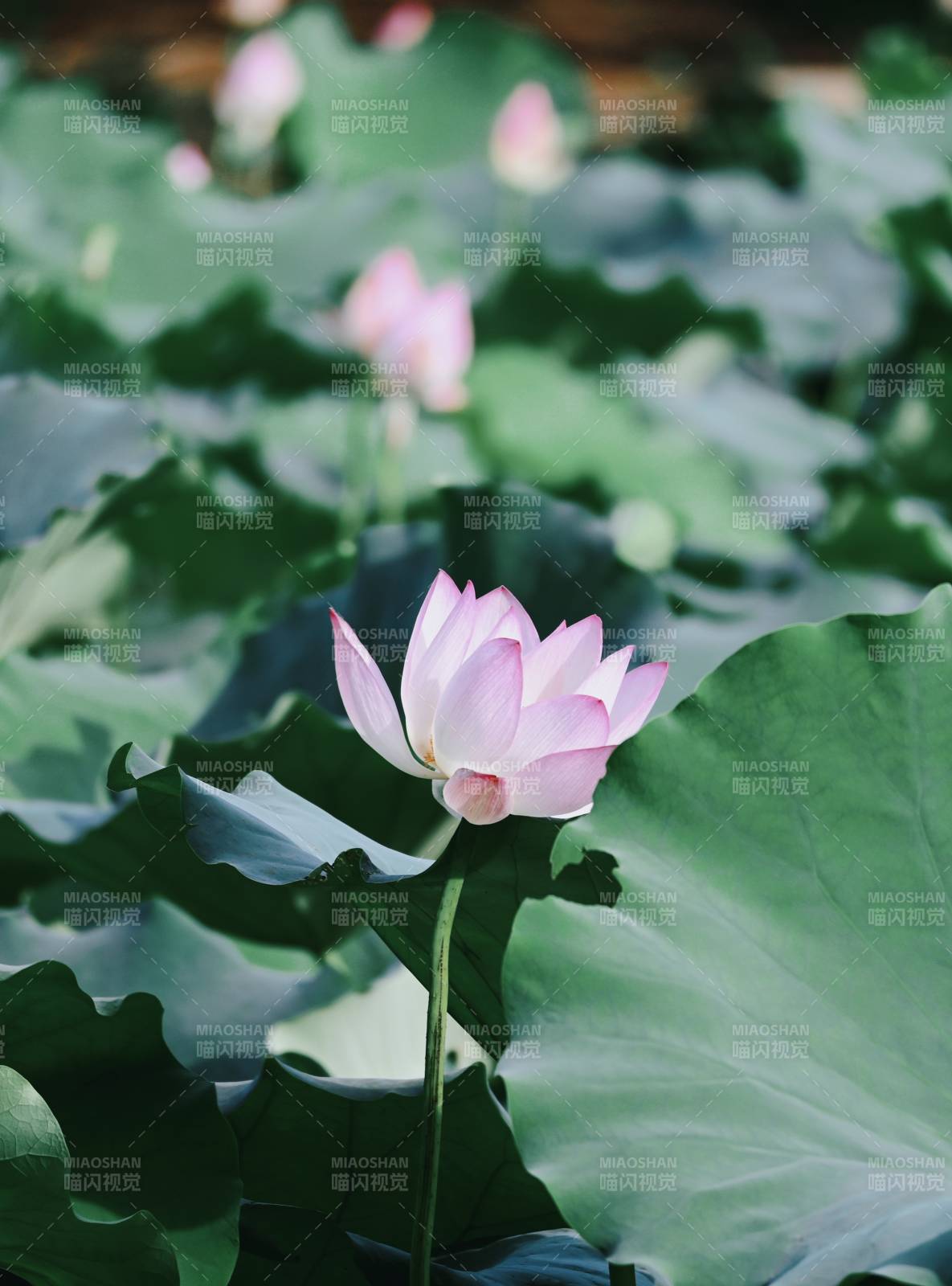 池塘中的蓮花盛開