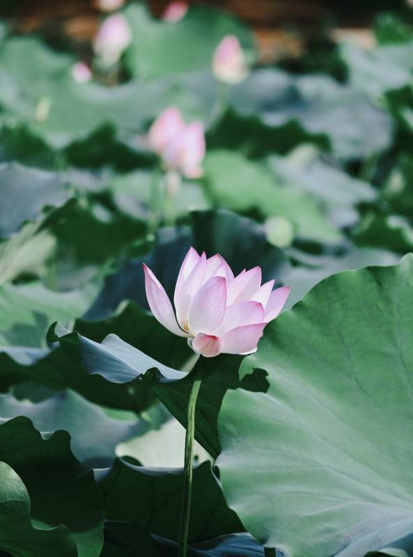 池塘中的蓮花盛開