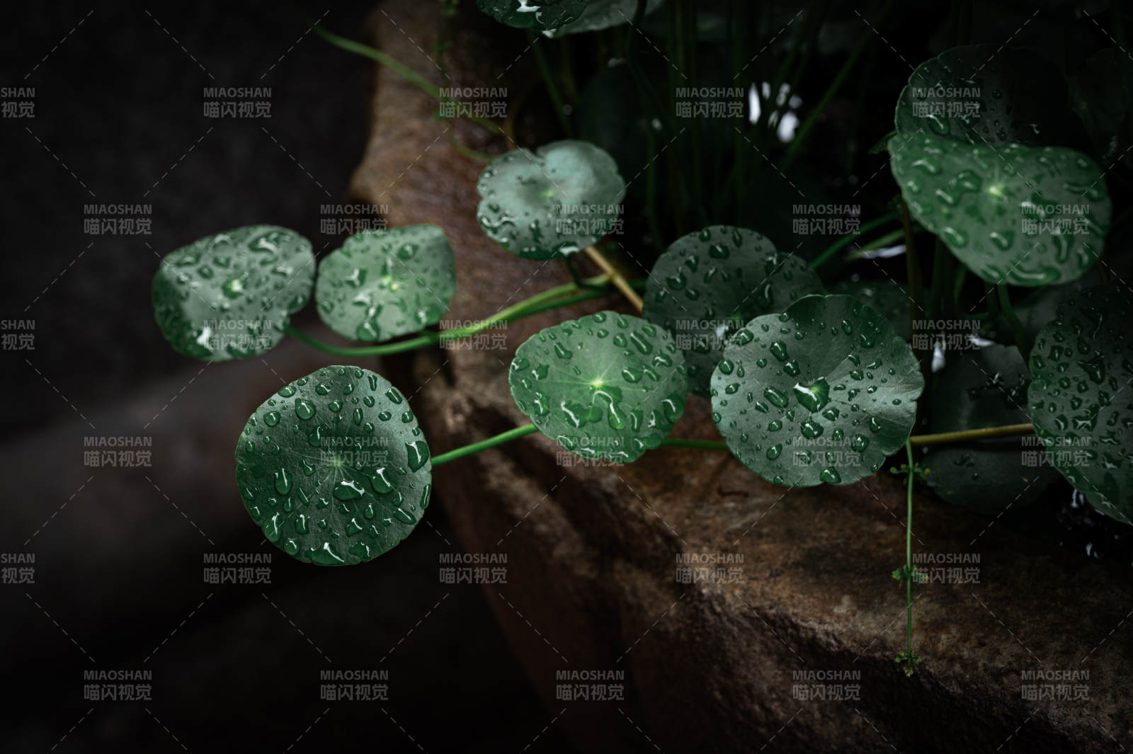 雨后綠葉上的水珠