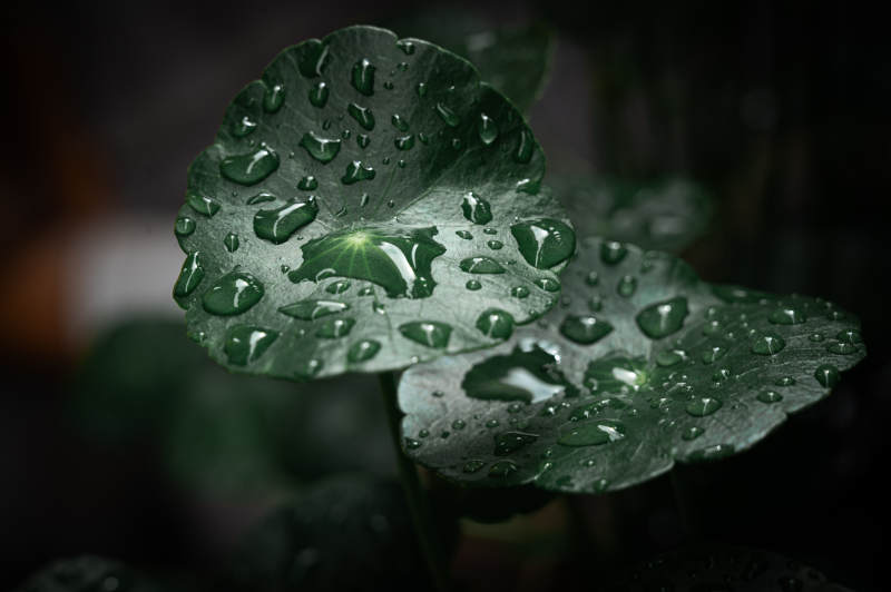 雨滴輕吻綠葉心