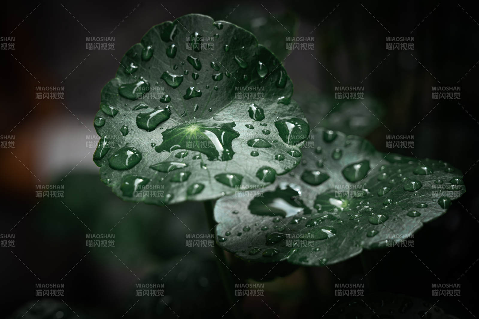 雨滴輕吻綠葉心