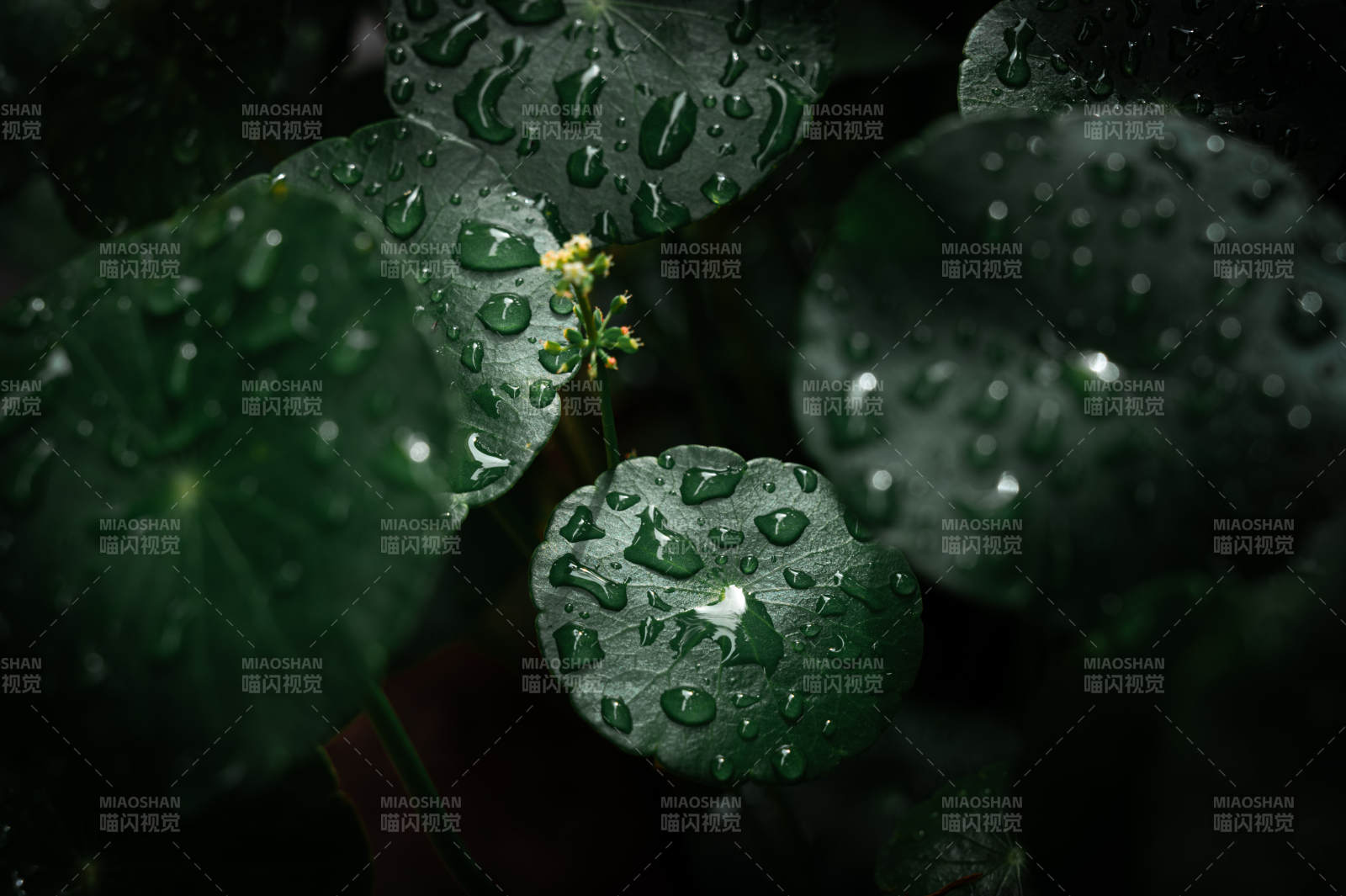 雨后銅錢草上的水珠