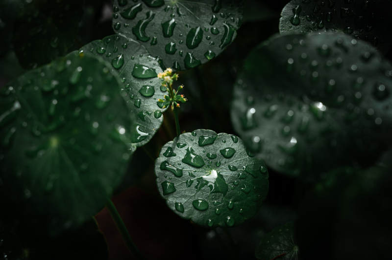 雨后銅錢草上的水珠