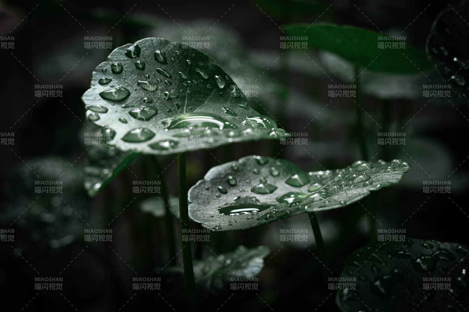 雨后綠葉上的水珠