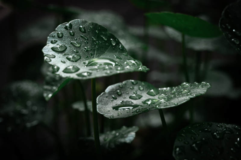 雨后綠葉上的水珠