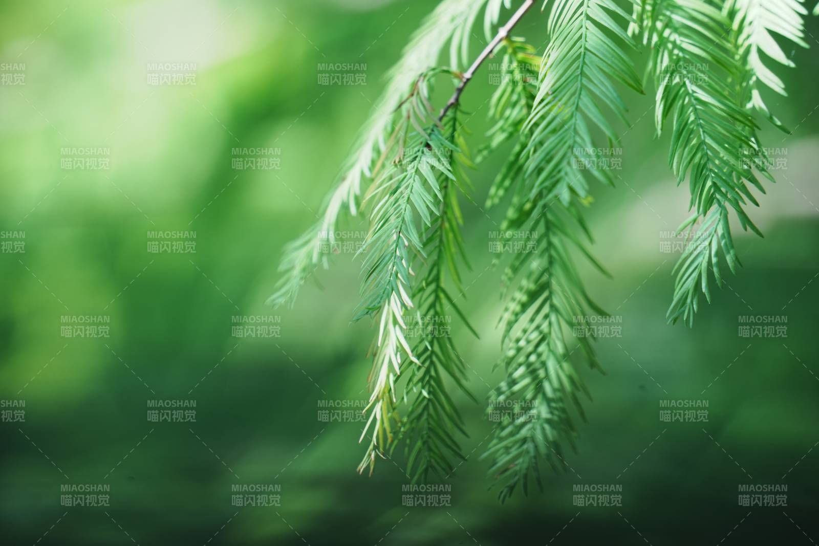 綠葉輕舞 自然之美