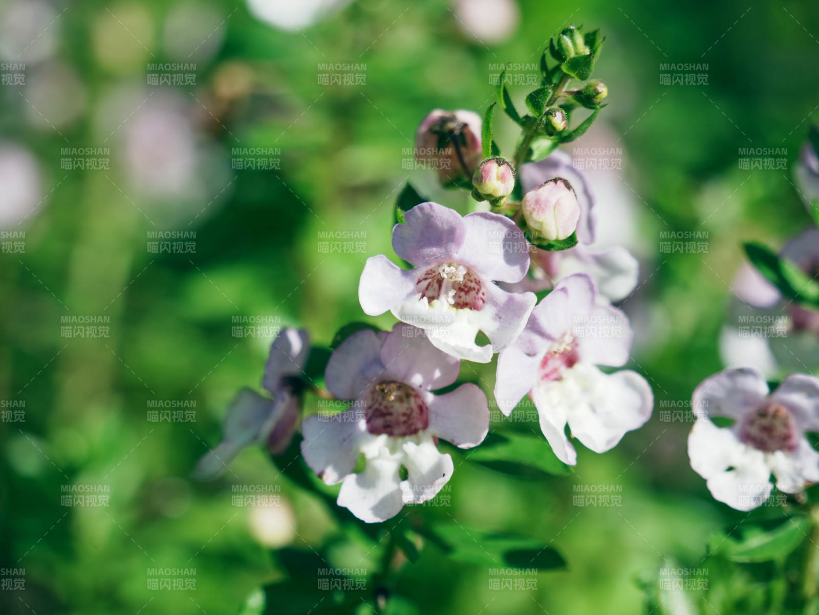 淡雅紫花 自然之美