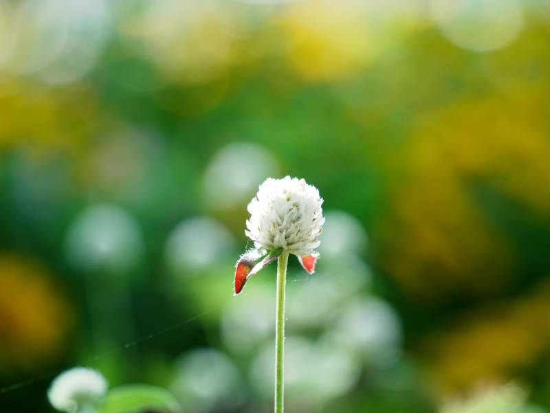 微風中的小白花