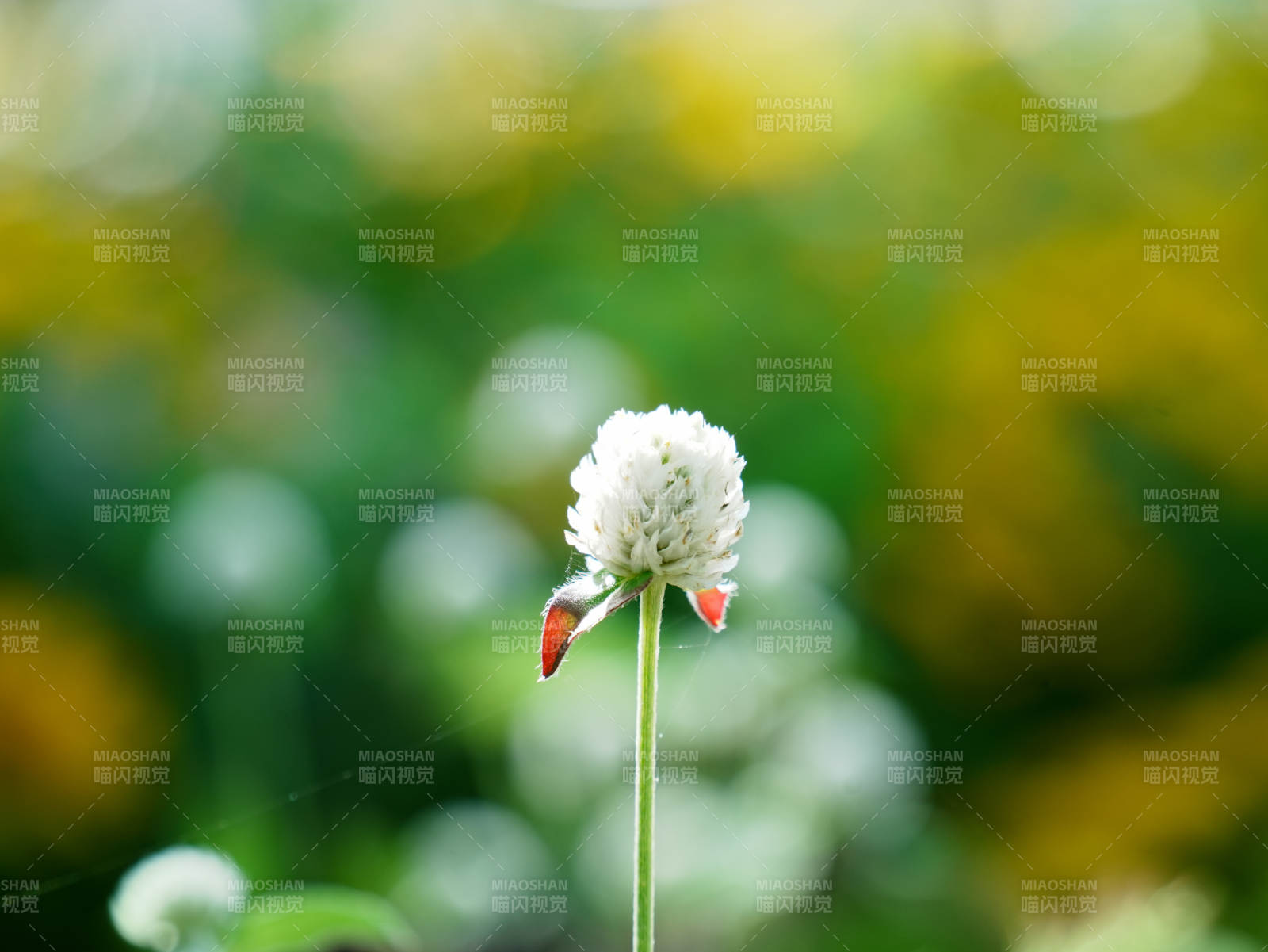 微風中的小白花