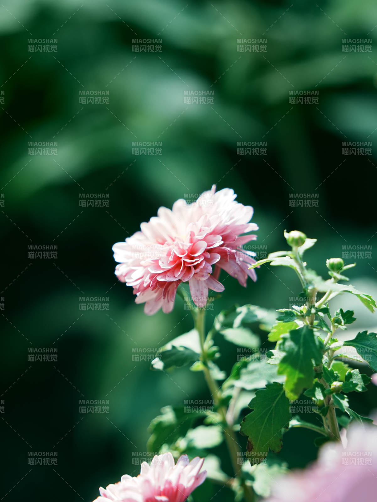 粉色菊花在綠葉中綻放