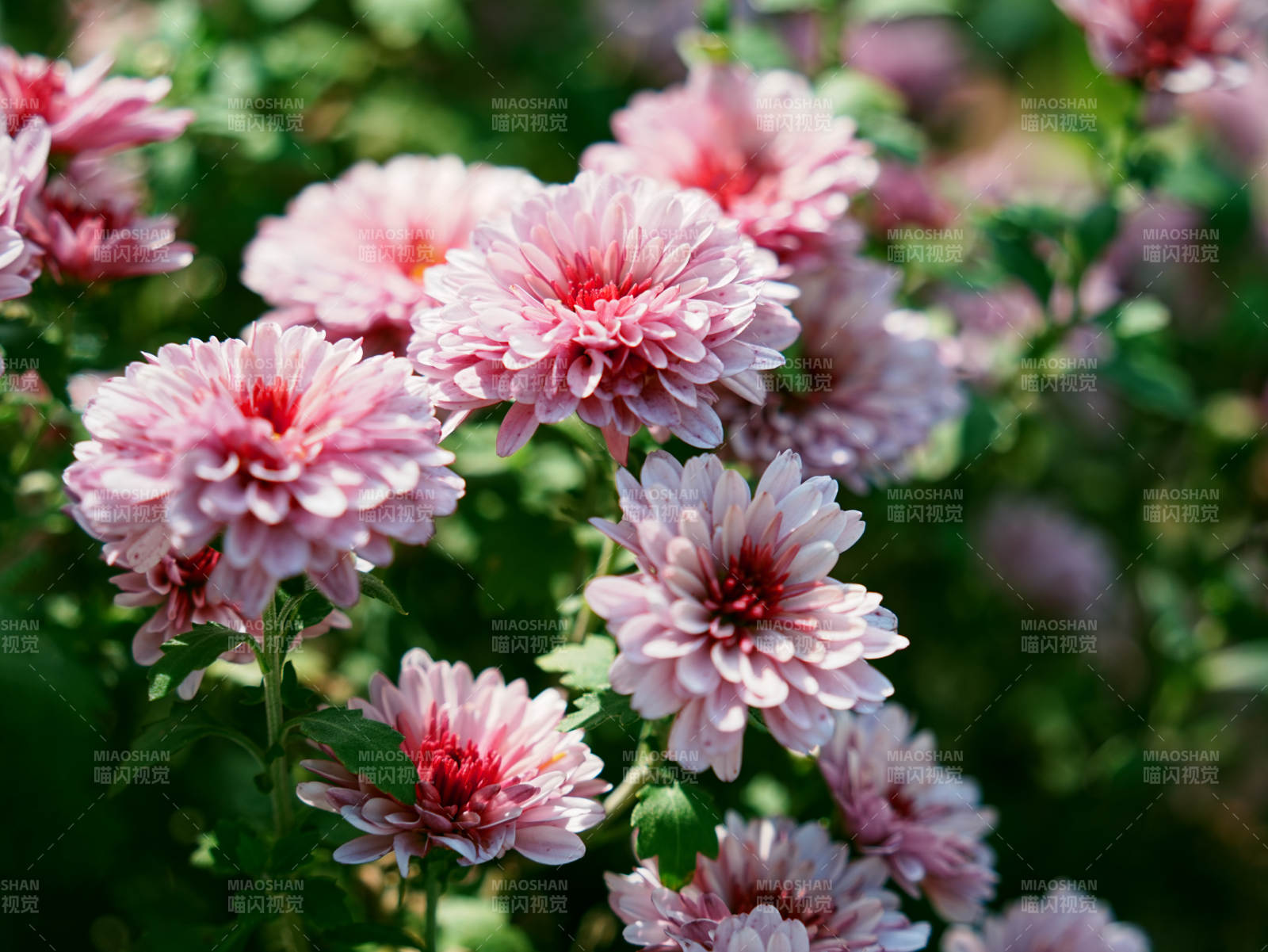 粉色菊花綻放花園中