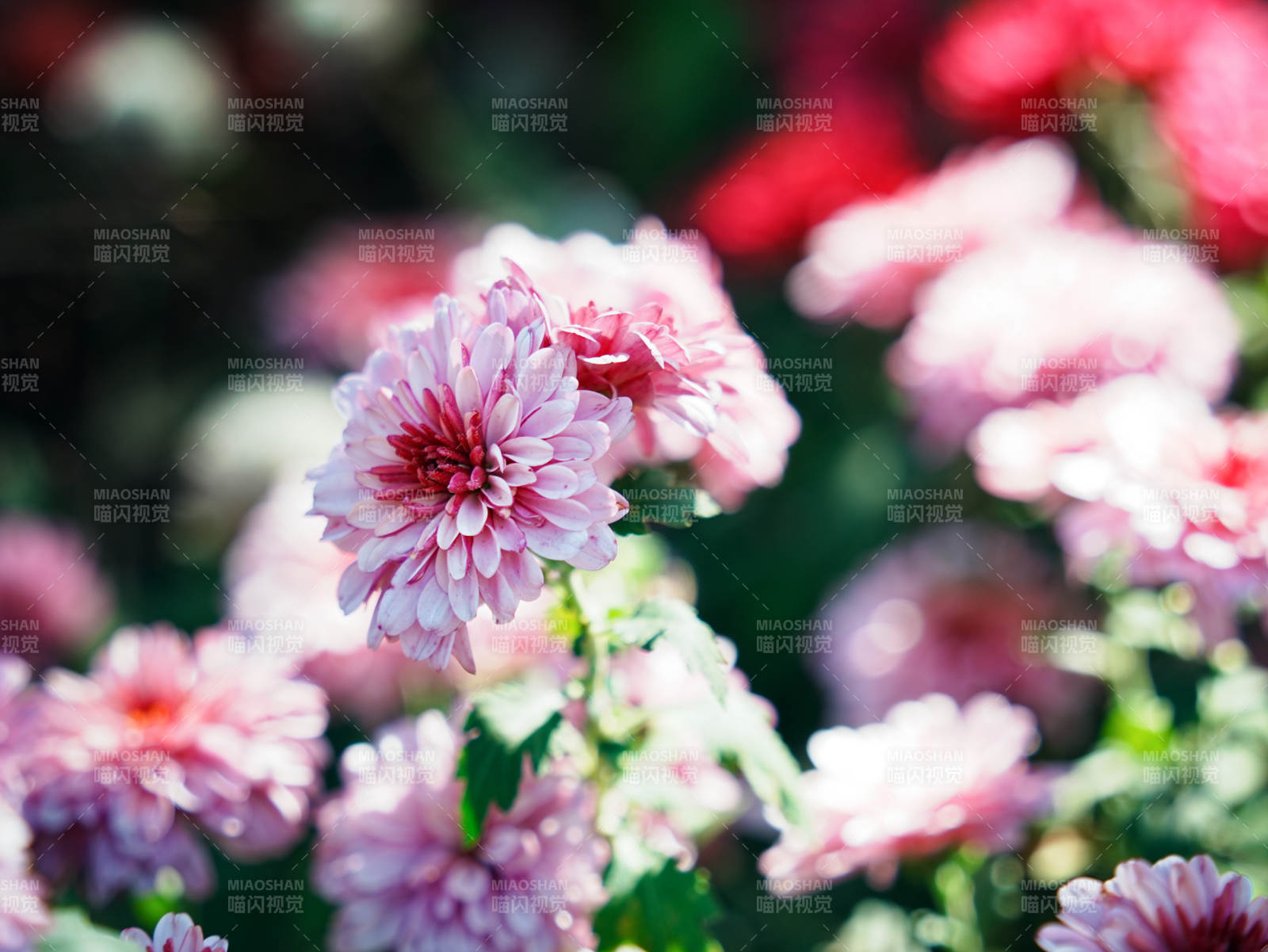 粉色菊花綻放花園中