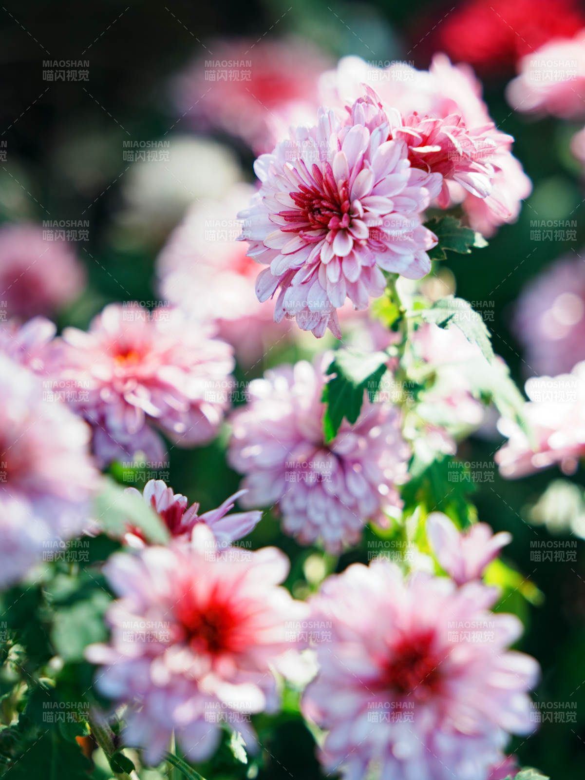粉色菊花綻放的美麗瞬間