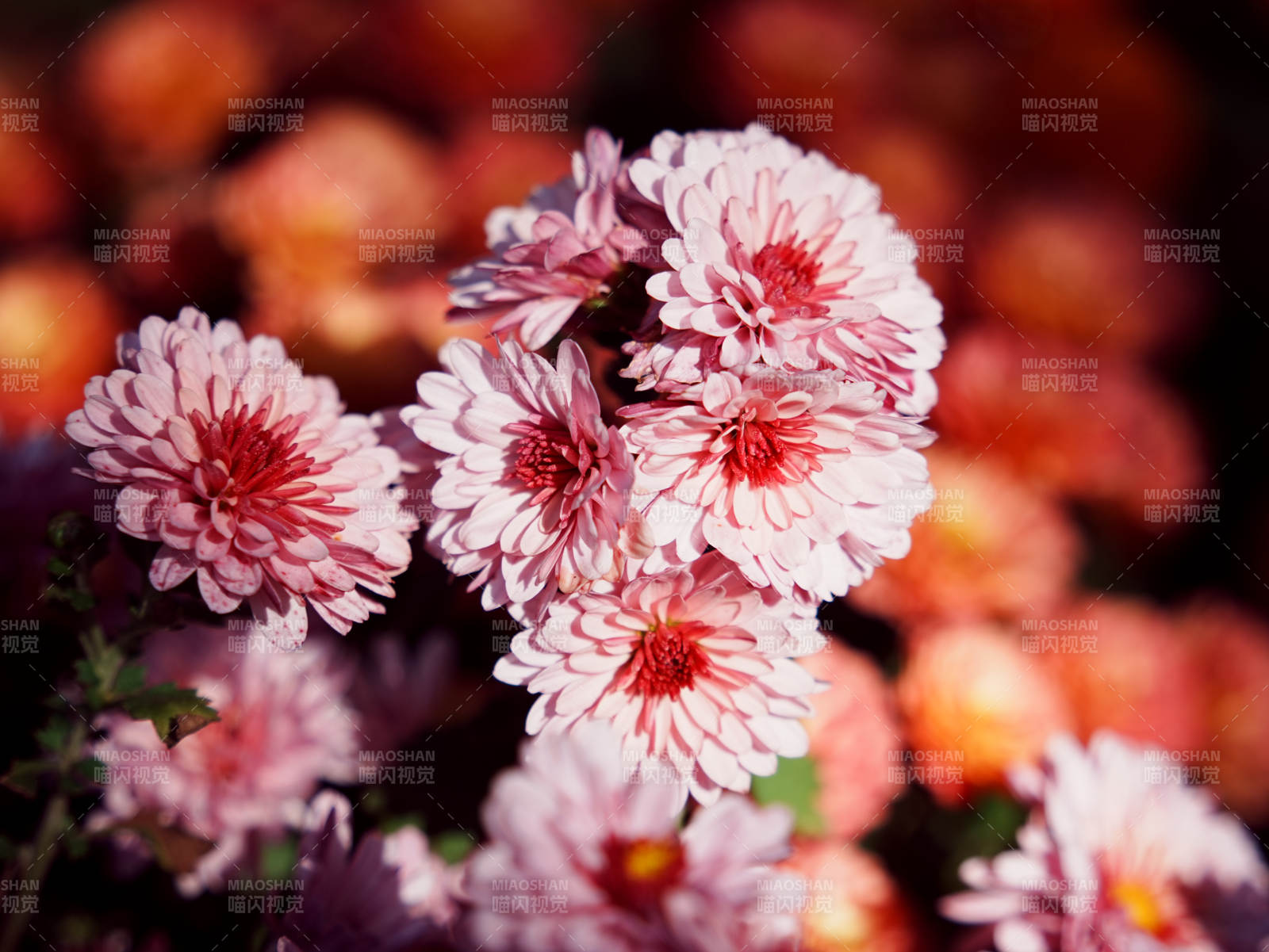 粉色菊花綻放的美麗瞬間