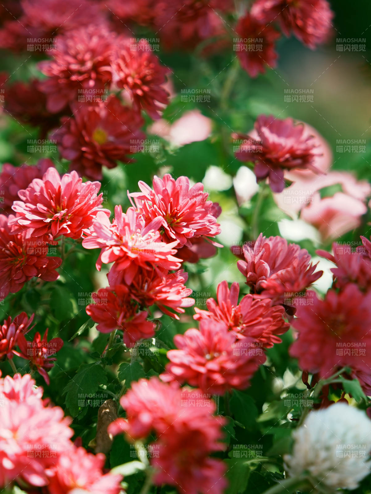 粉紅菊花綻放美景