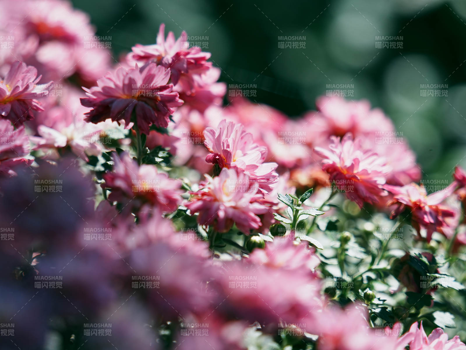 粉色菊花綻放的美麗瞬間