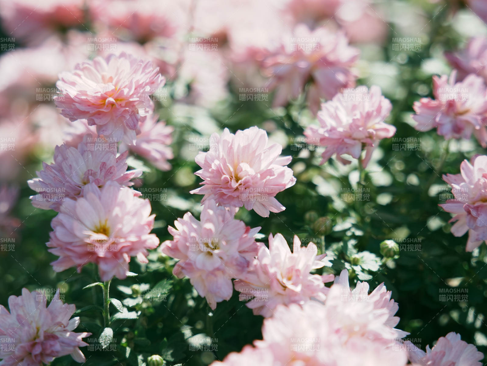 粉色菊花綻放花園中